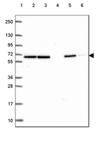 EWSR1 Antibody in Western Blot (WB)
