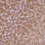 DHCR24 Polyclonal Antibody