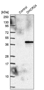 DHCR24 Antibody in Western Blot (WB)