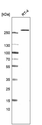 Acetyl-CoA Carboxylase Antibody in Western Blot (WB)