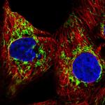 GBAS Antibody in Immunocytochemistry (ICC/IF)