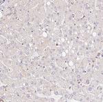GBAS Antibody in Immunohistochemistry (Paraffin) (IHC (P))