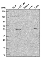 ETS1 Antibody in Western Blot (WB)