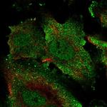 ECSCR Polyclonal Antibody