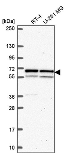 KPNA1 Antibody in Western Blot (WB)