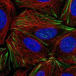 PDRG1 Antibody in Immunocytochemistry (ICC/IF)