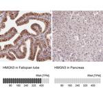 HMGN3 Antibody