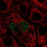 TFEC Polyclonal Antibody