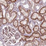 VSTM5 Polyclonal Antibody