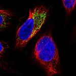 PHYKPL Antibody in Immunocytochemistry (ICC/IF)