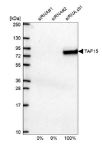 TAF15 Antibody in Western Blot (WB)
