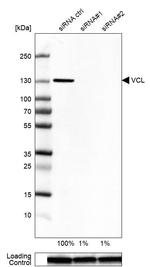 Vinculin Antibody