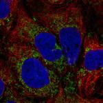 TM9SF4 Polyclonal Antibody