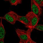 KLF12 Polyclonal Antibody