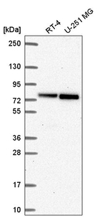 RECQ1 Antibody in Western Blot (WB)