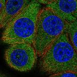 eIF2b epsilon Polyclonal Antibody