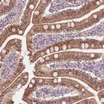 Syntenin 2 Antibody in Immunohistochemistry (Paraffin) (IHC (P))