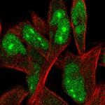 ORC4 Polyclonal Antibody