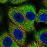 Importin 4 Polyclonal Antibody