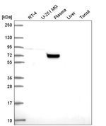 COG7 Antibody in Western Blot (WB)