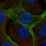 GAS7 Polyclonal Antibody