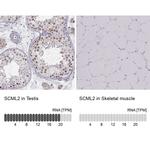 SCML2 Antibody