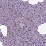MVP Polyclonal Antibody