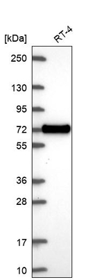 XKR6 Antibody in Western Blot (WB)