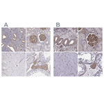 MYH9 Antibody in Immunohistochemistry (Paraffin) (IHC (P))