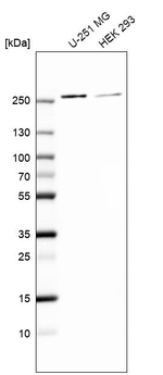 MYH9 Antibody in Western Blot (WB)