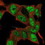 E2F3 Polyclonal Antibody