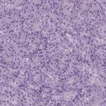 C14orf140 Polyclonal Antibody