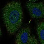 NTNG2 Antibody in Immunocytochemistry (ICC/IF)