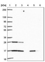 RALA Antibody in Western Blot (WB)