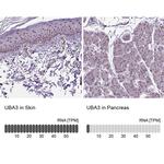 UBA3 Antibody