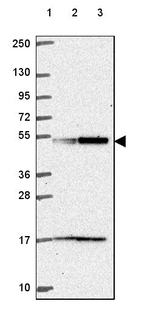 UBA3 Antibody in Western Blot (WB)