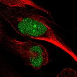 CLIF Polyclonal Antibody