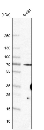 CLIF Antibody in Western Blot (WB)