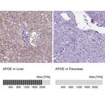 APOE Antibody