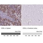 AIM Antibody