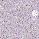 AIM Antibody in Immunohistochemistry (Paraffin) (IHC (P))
