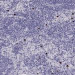 P2Y10 Antibody in Immunohistochemistry (Paraffin) (IHC (P))