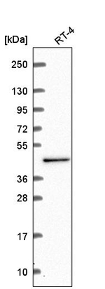 CWC27 Antibody in Western Blot (WB)