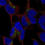CTRP3 Polyclonal Antibody