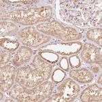 PRR26 Polyclonal Antibody