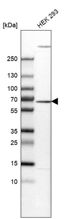 EDC3 Antibody in Western Blot (WB)