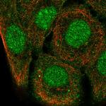 SH3D21 Polyclonal Antibody