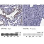 GKAP1 Antibody