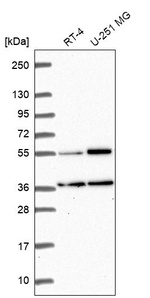 GKAP1 Antibody in Western Blot (WB)