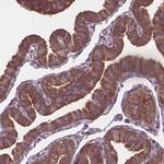 A-Raf Polyclonal Antibody